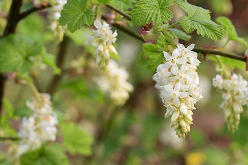 Groseillier à fleurs blanches, groseillier sanguin