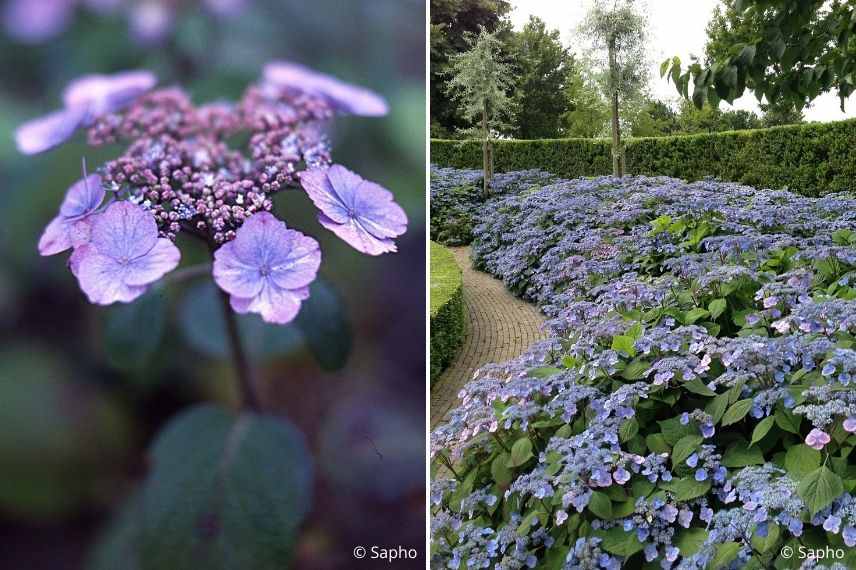 hortensia serrata, arbuste pour jardin exposé nord