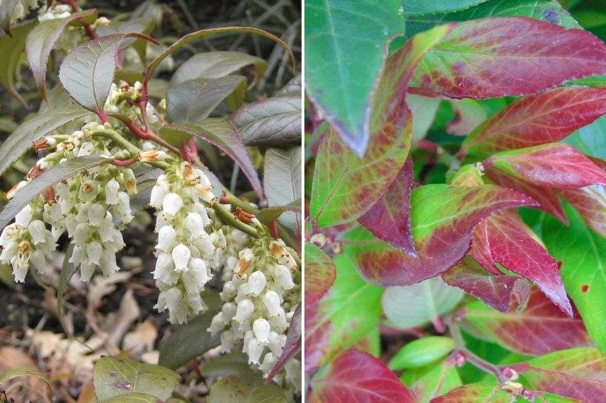 Leucothoe, arbuste pour jardin orienté vers le nord