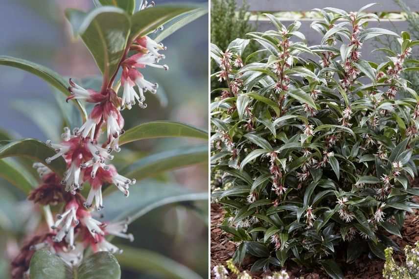 arbuste parfumé pour jardin exposé au nord