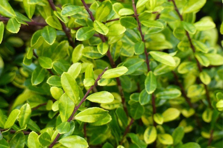 houx crénelé, arbuste pour l'ombre