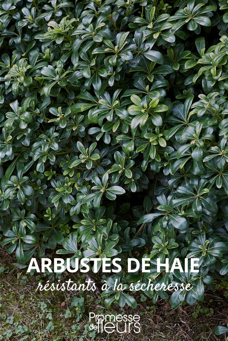 arbustes de haie résistants à la sécheresse