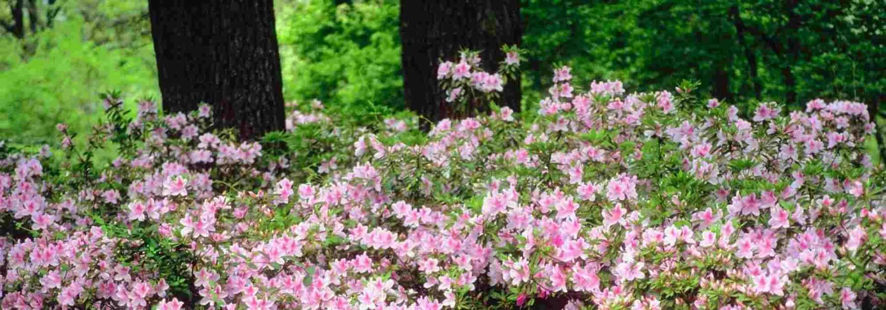 6 arbustes pour un jardin exposé au Nord