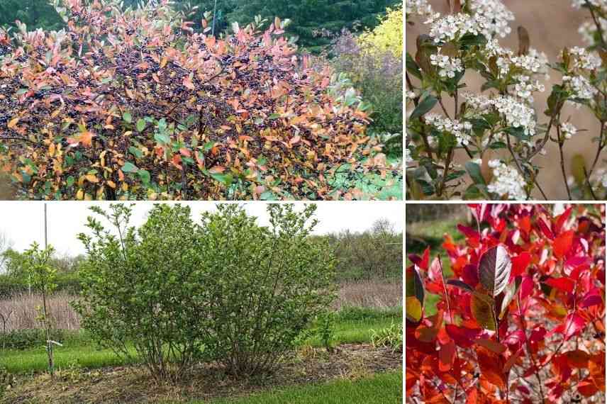 Aronia arbuste résistant au vent