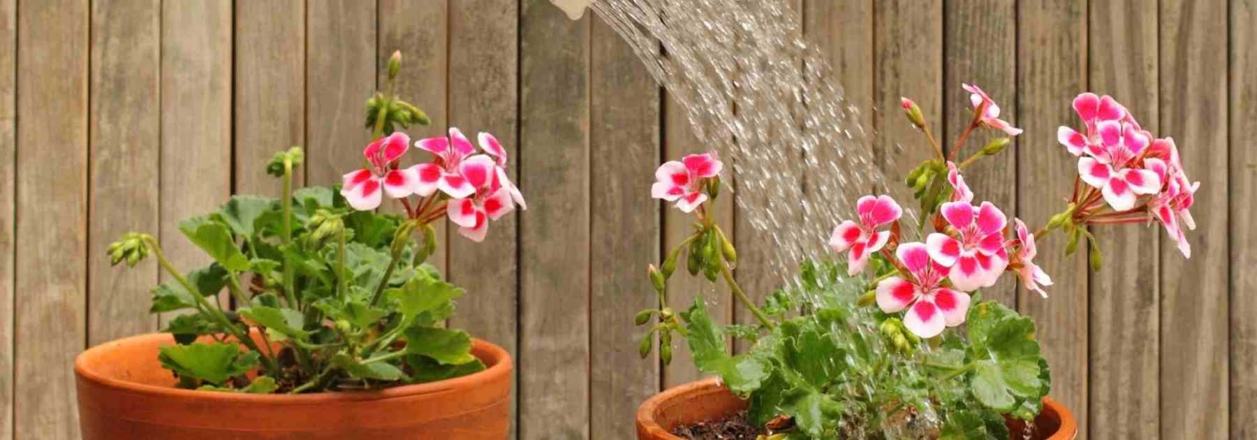 Arroser le jardin et les plantes en pot en hiver : les bons gestes