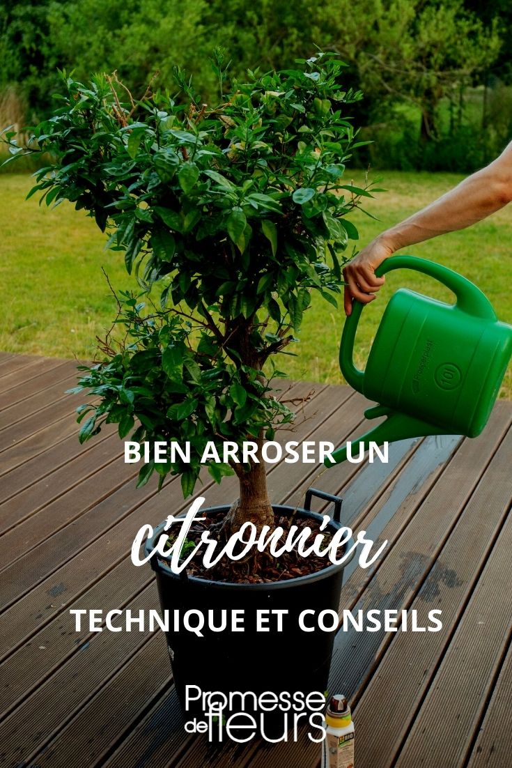 L'arrosage des plantes en pot - Promesse de Fleurs