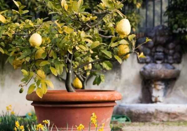 Citronnier en pot : tout ce qu'il faut savoir pour bien le cultiver et