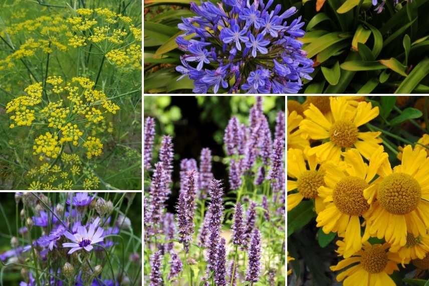 associer le fenouil, fenouil d'ornement, association avec le fenouil, fenouil dans massif de fleurs, fenouill naturaliste