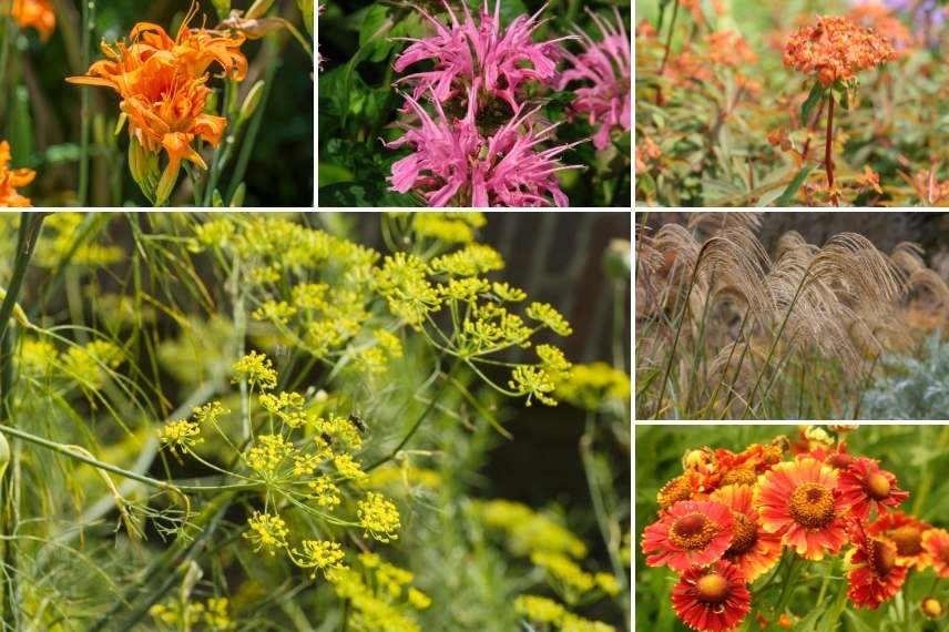 associer le fenouil, fenouil d'ornement, association avec le fenouil, fenouil dans massif de fleurs, fenouill naturaliste