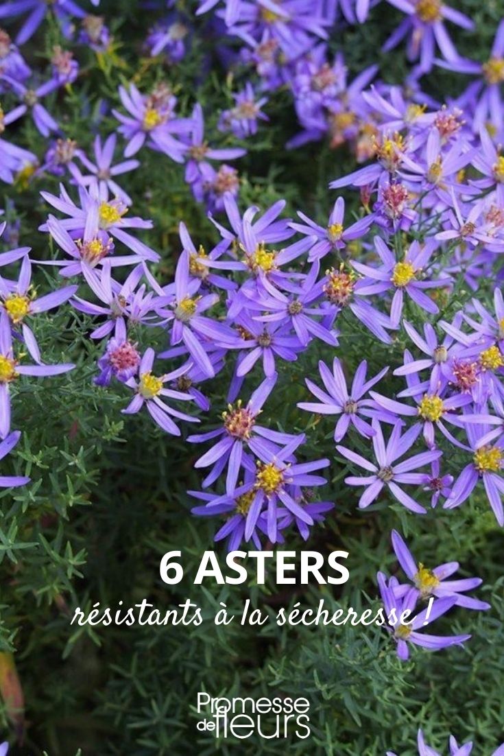 aster secheresse