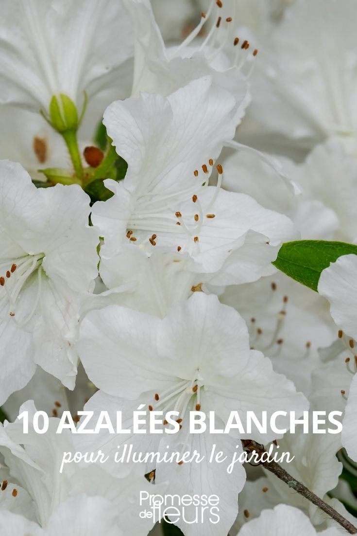 azalee blanche