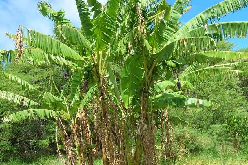 musa itinerens