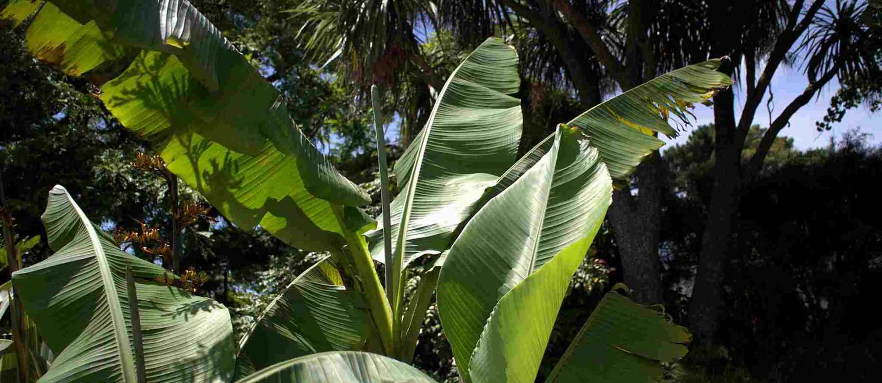 Quel bananier planter suivant votre région ?