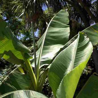 Quel bananier planter suivant votre région ?