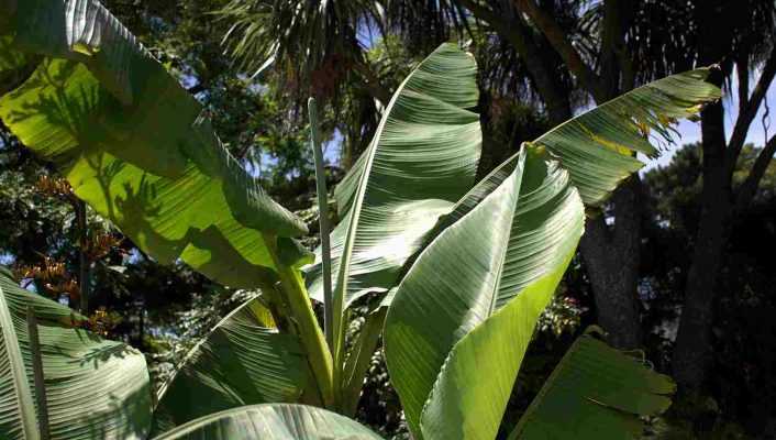 Quel bananier planter suivant votre région ?