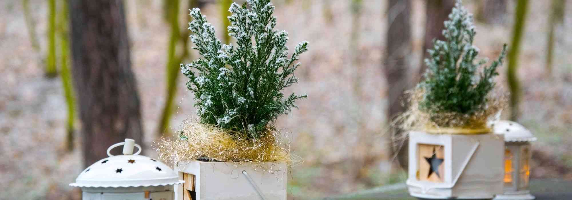 Protéger les plantes du balcon en hiver - Promesse de Fleurs