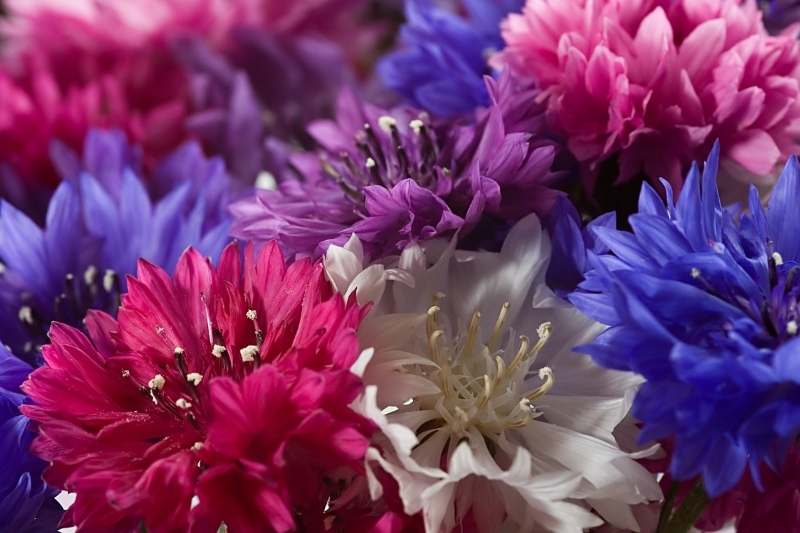 Flockenblumen trocknen, Kornblumen trocknen, Trockenstrauß mit Flockenblume, Trockenstrauß Kornblume, Flockenblumentee