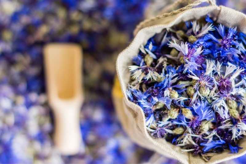 faire sécher fleurs de centaurées, faire secher bleuets, bouquet sec avec centaurée, bouquet sec bleuet, centaurée tisane