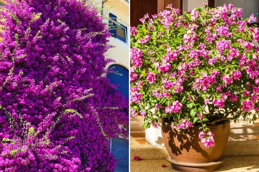 La bougainvillée peut être cultivée en pot