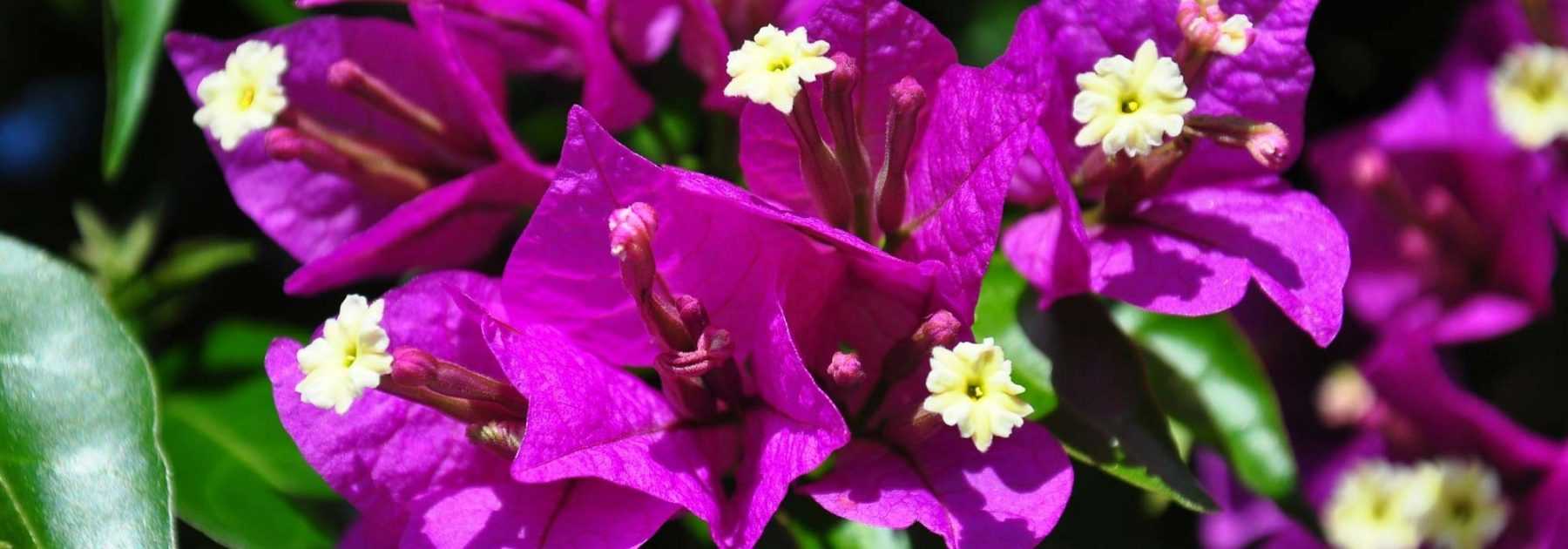 Quel bougainvillier planter selon votre région ?