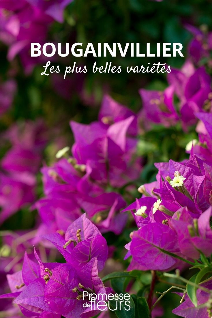 bougainvillier plus belles variétés