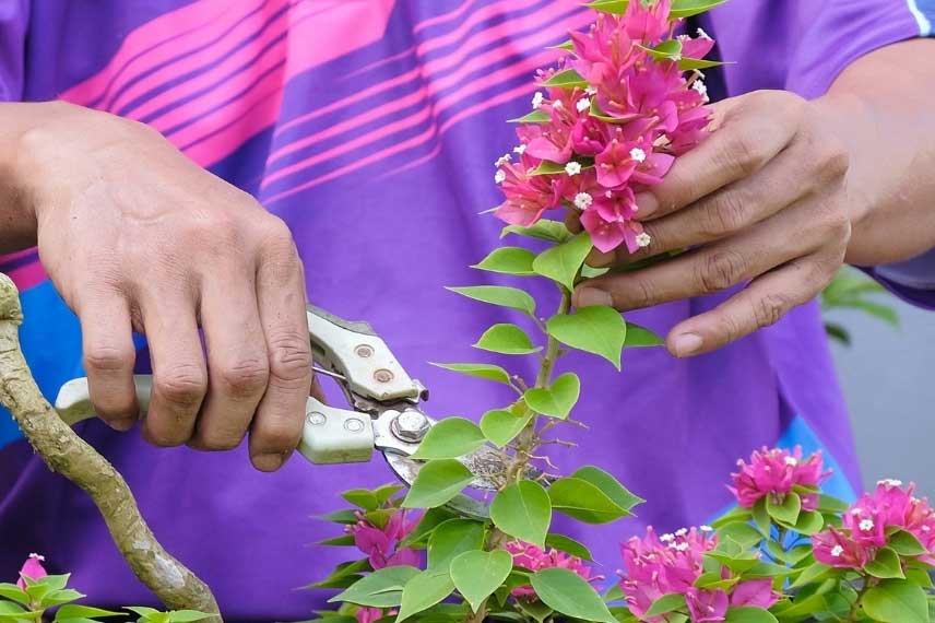 Taille du bougainvillier