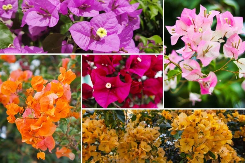 Bougainvillées adaptées aux climats doux