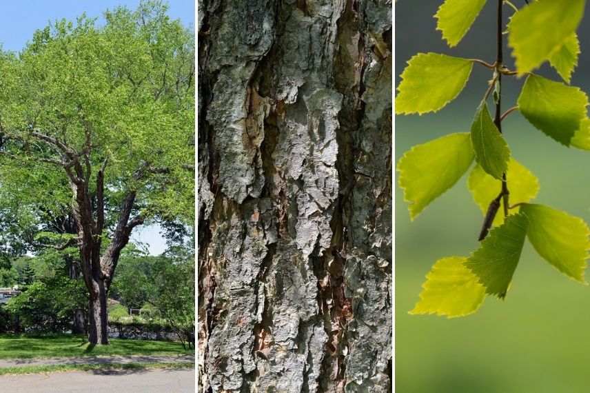 Betula nigra