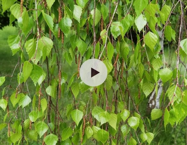 Le bouleau pleureur 'Youngii' : une pièce maîtresse du jardin !