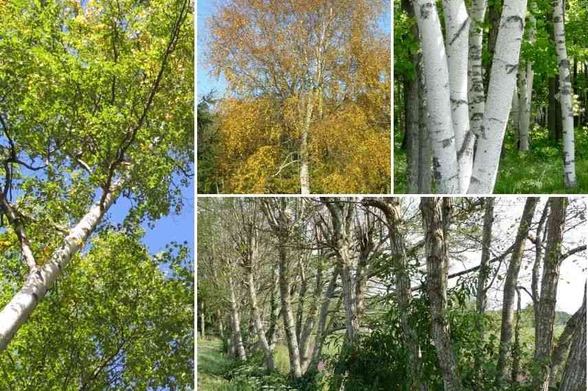 Betula alba verrucosa