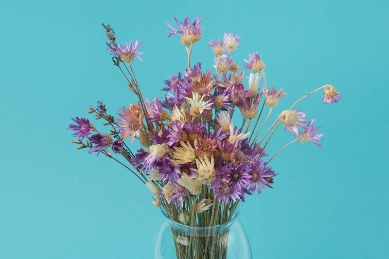 faire sécher fleurs de centaurées, faire secher bleuets, bouquet sec avec centaurée, bouquet sec bleuet, centaurée tisane