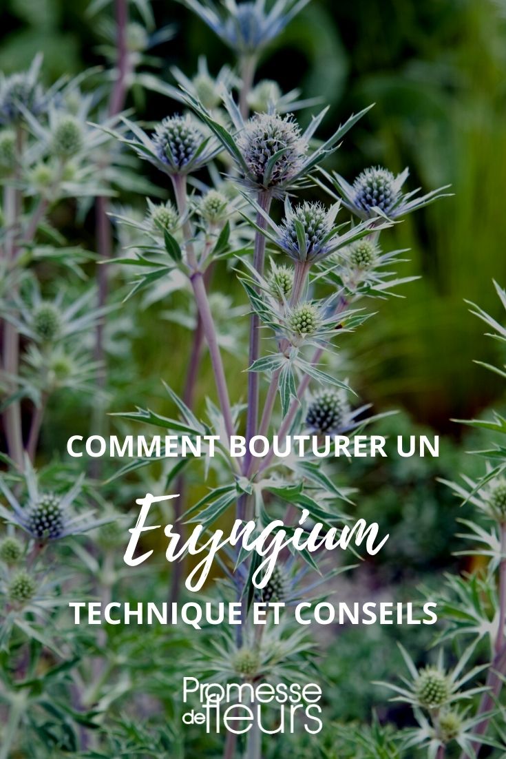 bouturer eryngium tuto