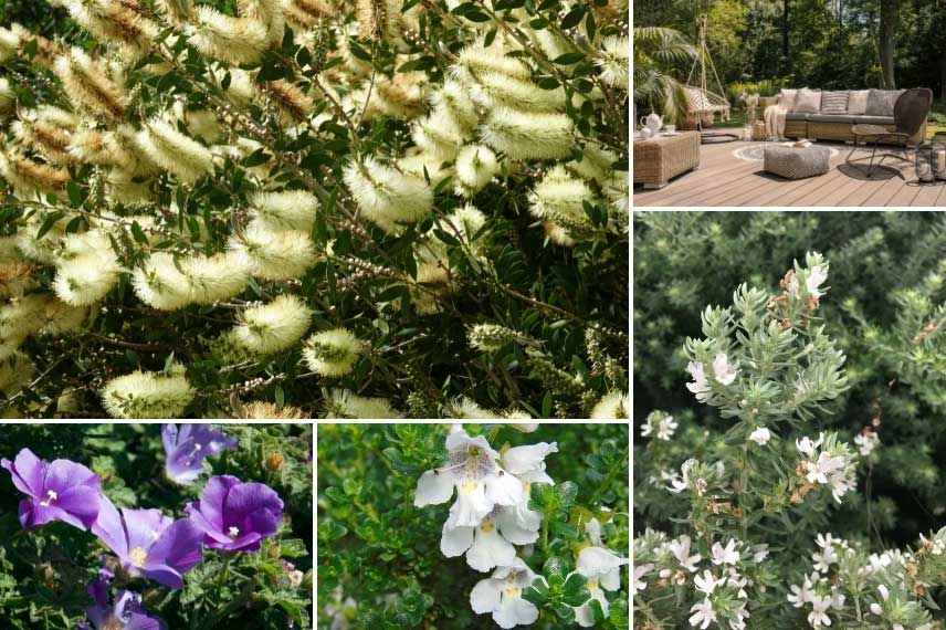 Rince-bouteille avec des plantes originaires d'Australie