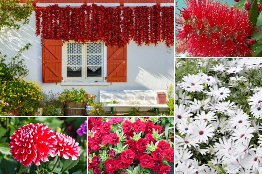 Rince-bouteille dans un jardin rouge et blanc