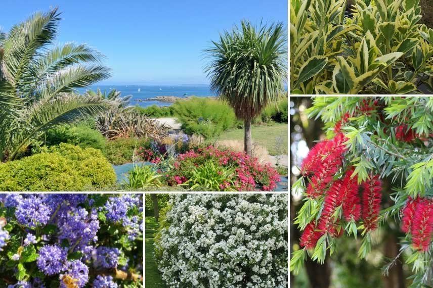 Rince-bouteille dans un jardin de bord de mer