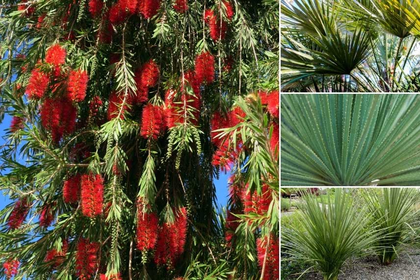 Rince-bouteilles dans un jardin exotique