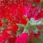 Comment choisir un Callistemon ?