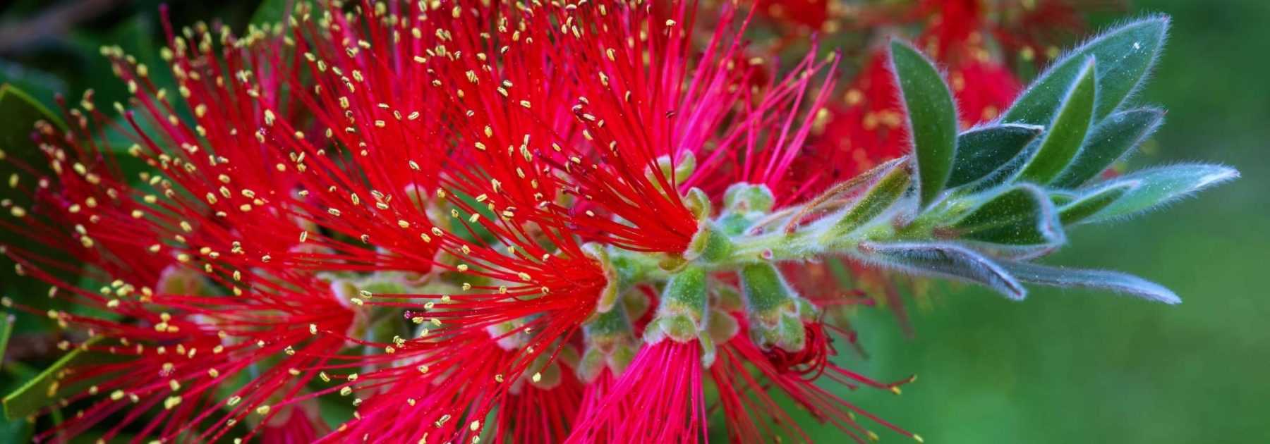 Comment choisir un Callistemon ?