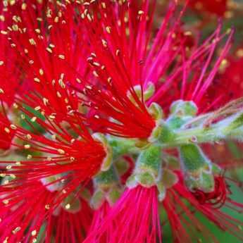 Comment choisir un Callistemon ?