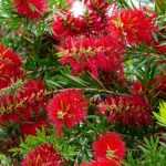 Associer le callistemon