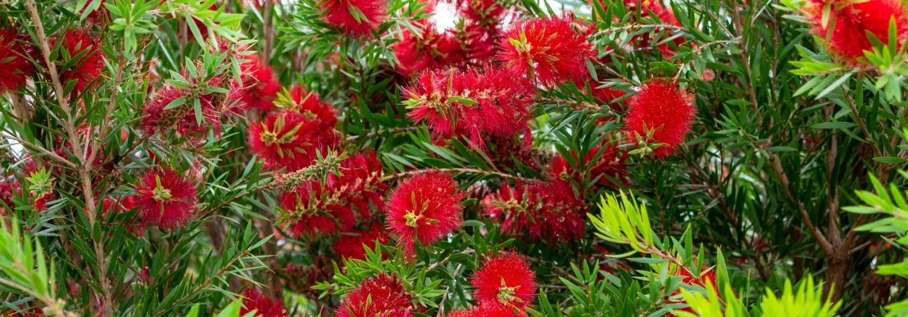 Associer le callistemon