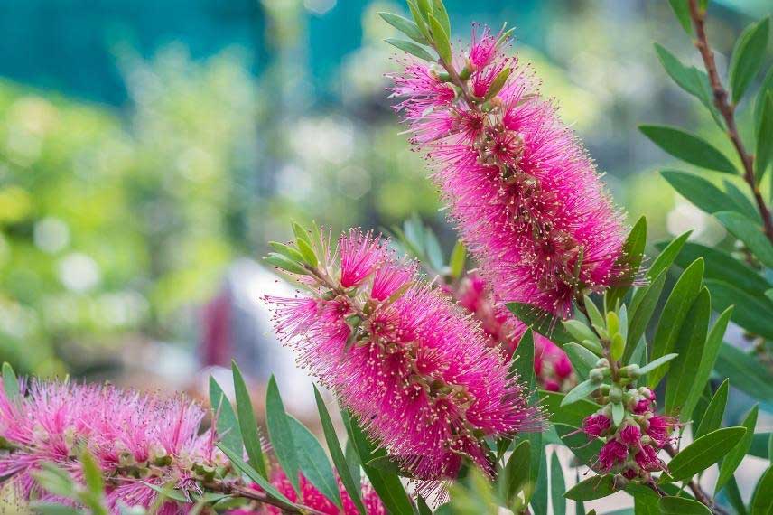 Callistemon - Rince bouteille⎢La e-pépinière Duval⎢Jardinerie en ligne