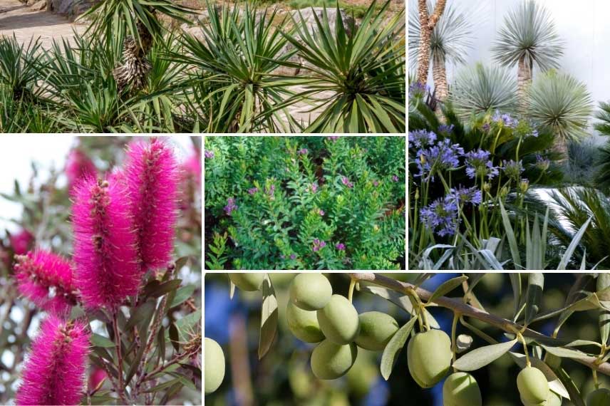 Rince-bouteille dans un jardin méditerranéen