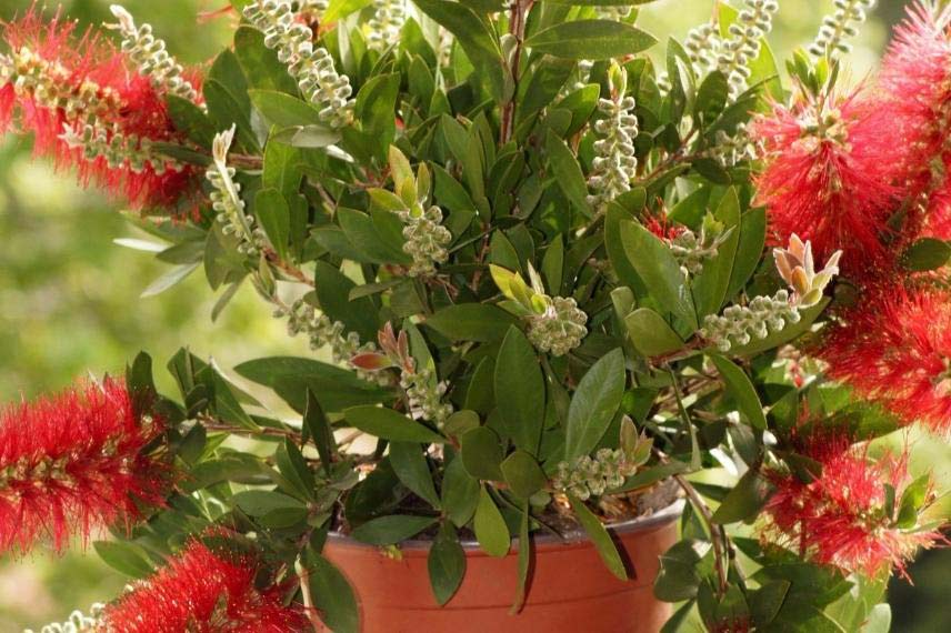 Choisir un callistemon