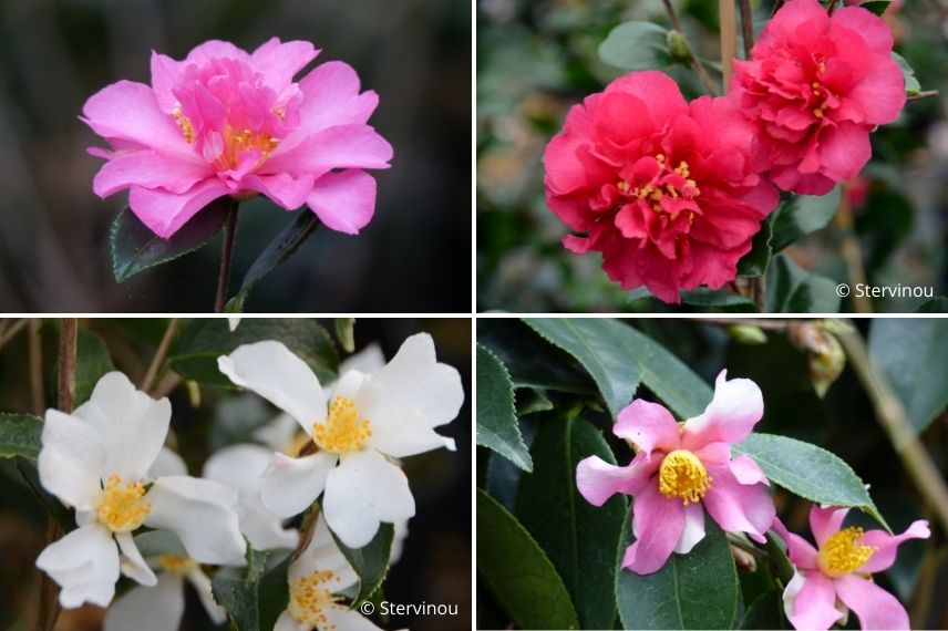 associer un camélia d'automne pour une longue floraison