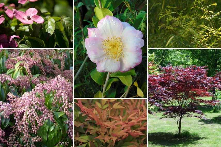 associer le camélia d'automne avec plantes japonisantes