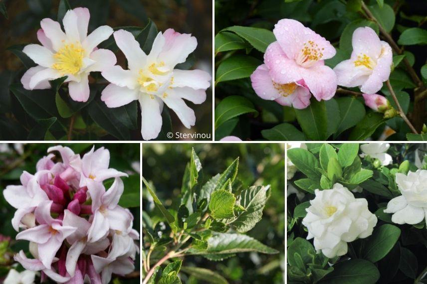 associer le camélia d'automne parfumé