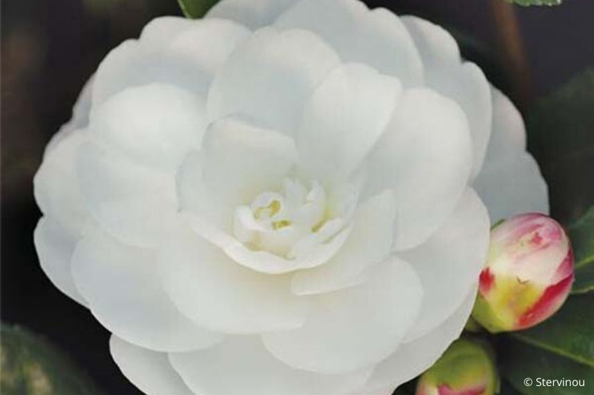 camélia d'automne à floraison blanche