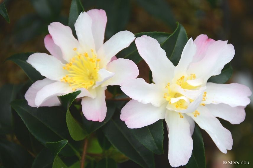 camélia d'automne à fleur blanche étoilée