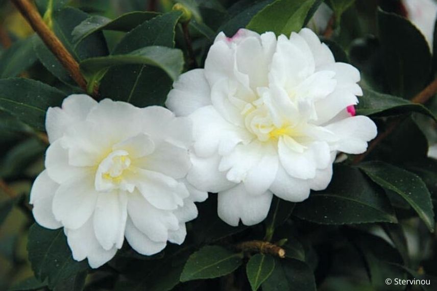 camélia d'automne blanc à fleur double